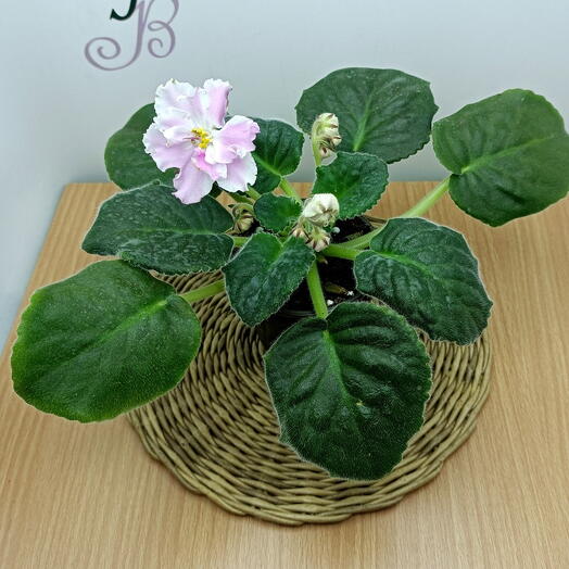 Розовая фиалка (*40) (Сенполия)