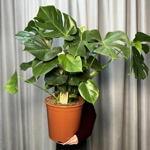 Монстера Делициоза (Monstera deliciosa)