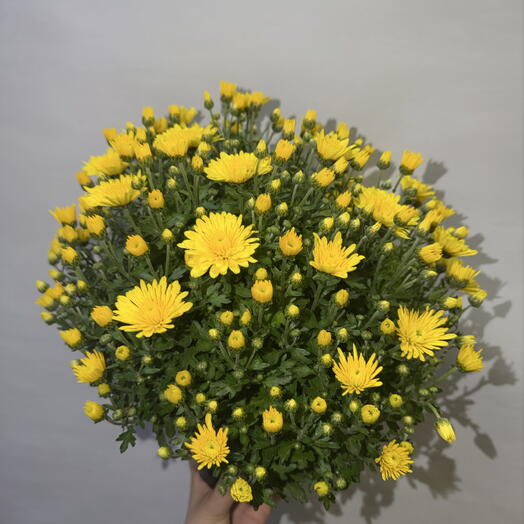 Хризантема — солнечный букет в горшке, который продолжает цвести 🌼