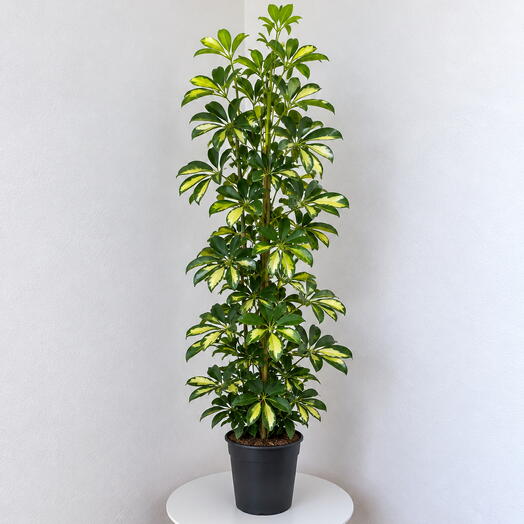 Shcefflera
