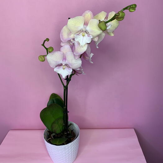 Orquídea Phalaenopsis en plantador💎