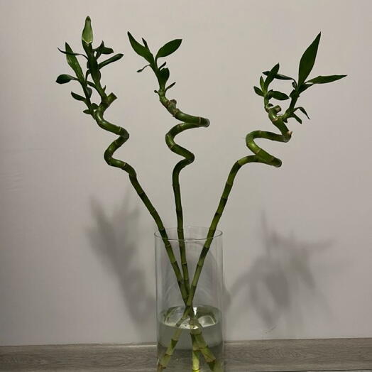 3 pieces of bamboo