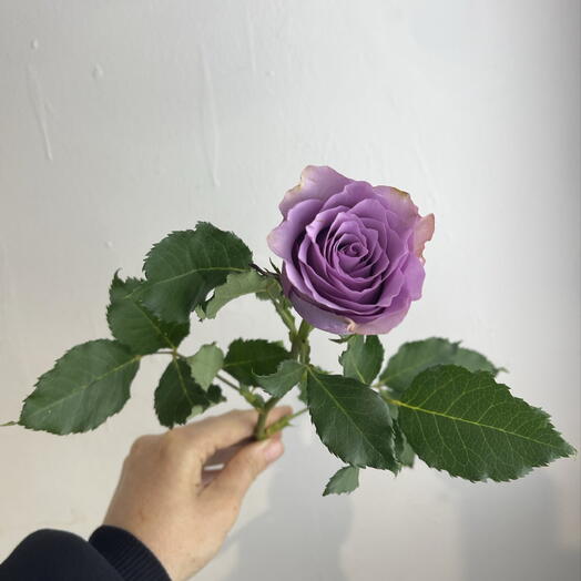Розы фиолетовые 💜