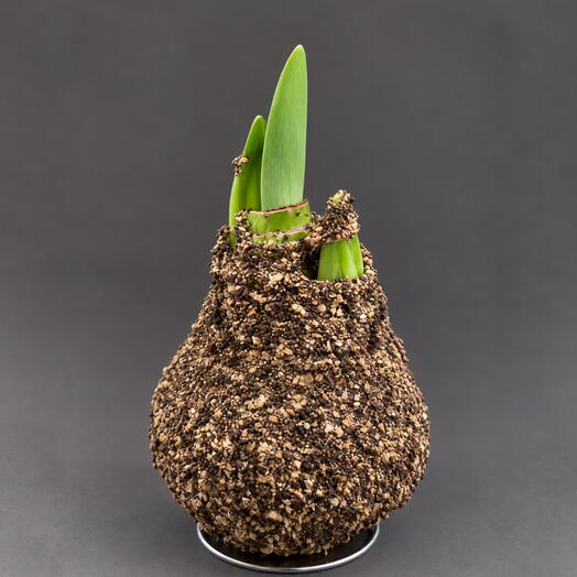 Луковица амариллиса в песочном воске mini «Cocoa»