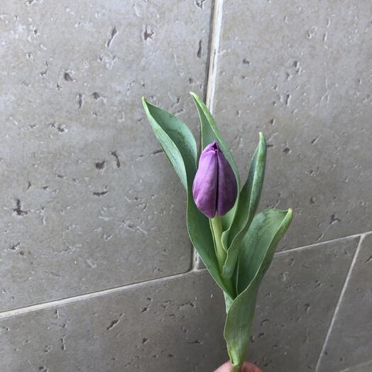 Тюльпаны 🌷 сиреневые