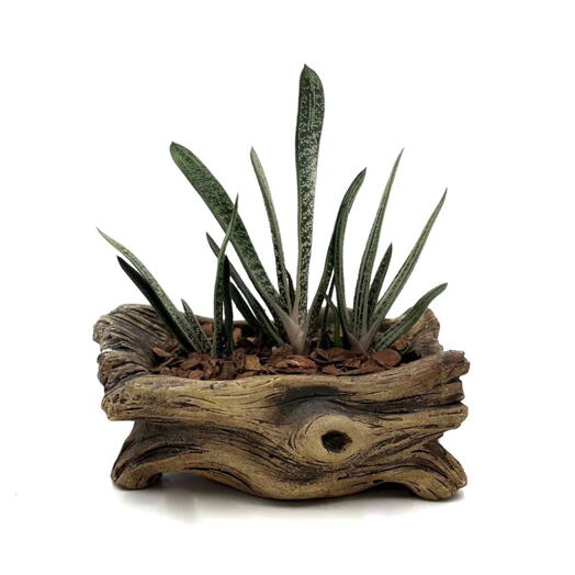 Композиция из гастерий (Gasteria) в кашпо