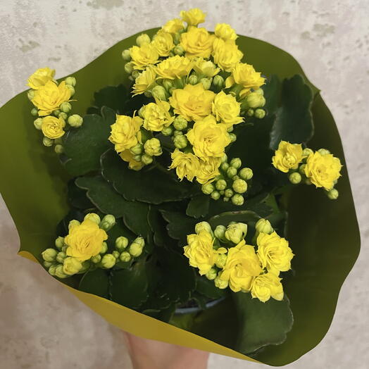 Каланхоэ желтый