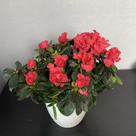 🌺 Азалия