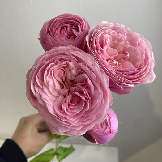 Роза пионовидная  🌸