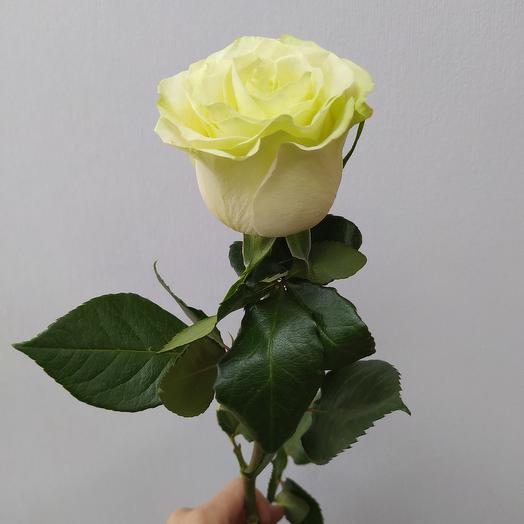 Mondial 80cm