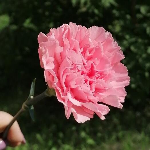 Диантус розовый