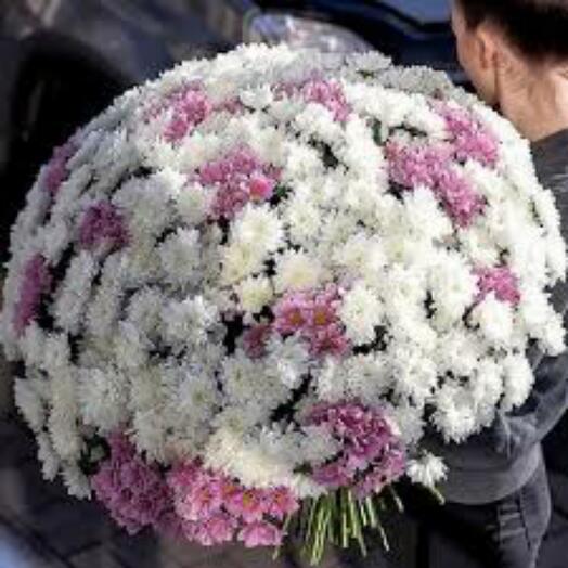 " Chrysanthemum ball "