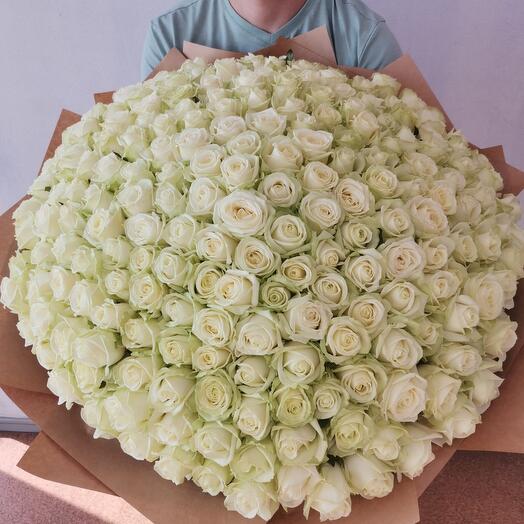 Bouquet of 201 white roses