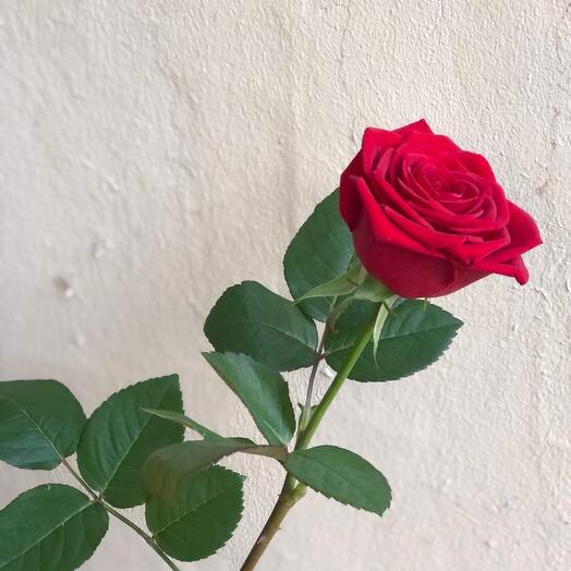 Rosa Roja (Rusia)