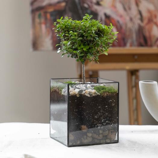 Myrsina tree in a glass planter