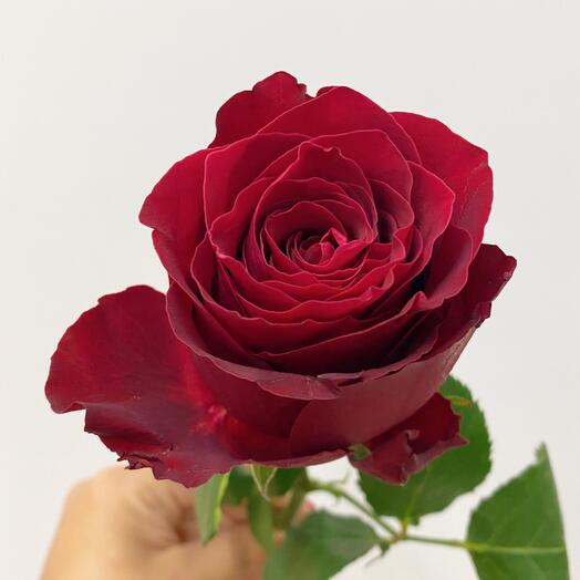 Роза 🌹 бордовая