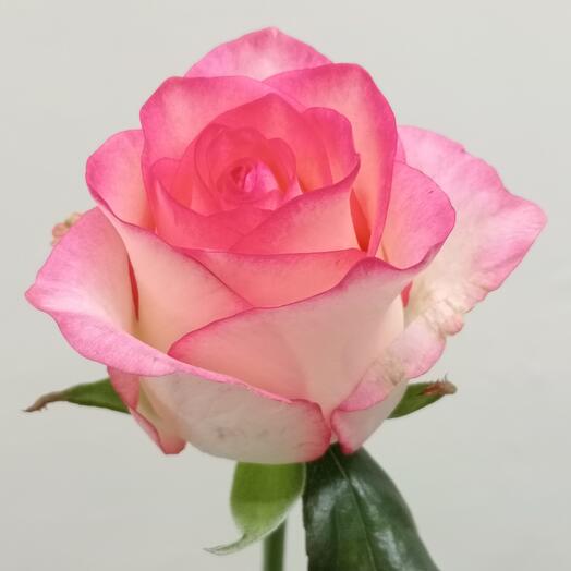 Rosa varietal Jumilia