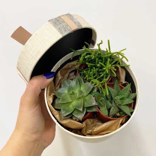 Conjunto de suculentas en Caja de regalo