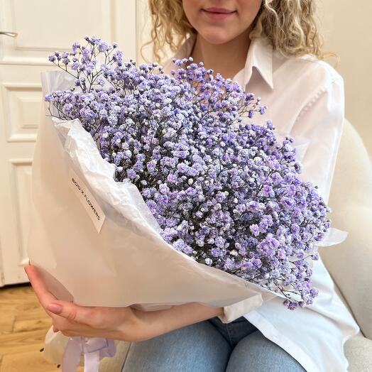 Gypsophila lila