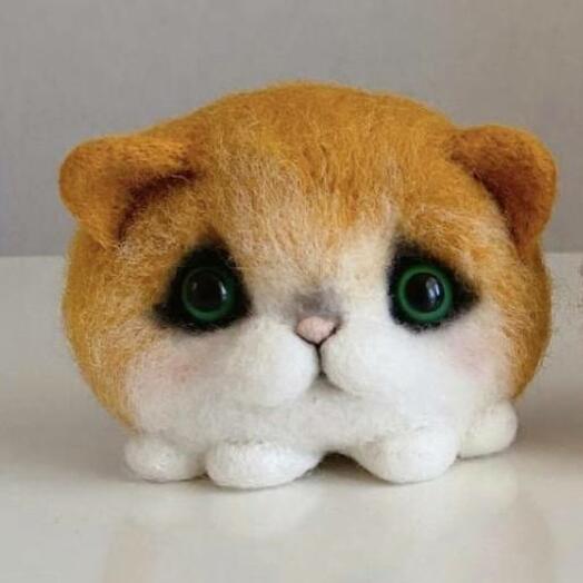 Red round cat