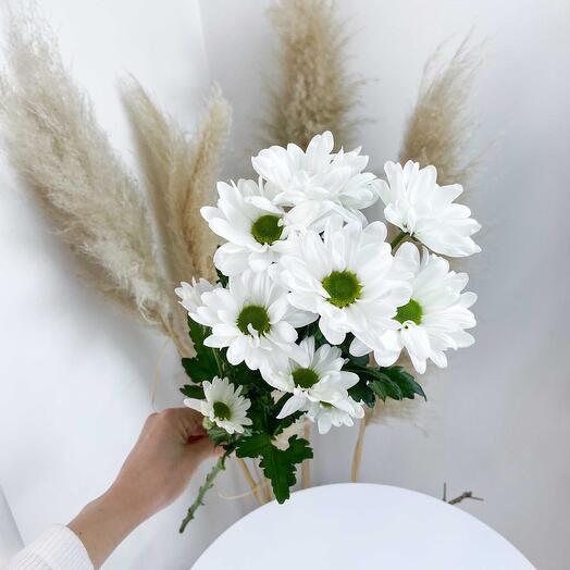 Chrysanthemum bush