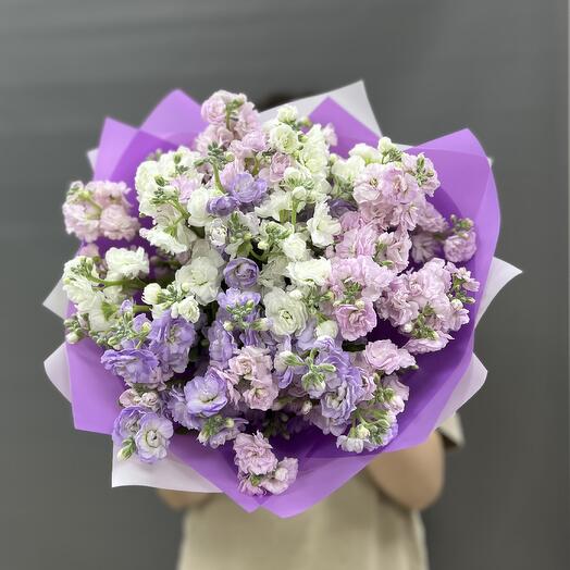 Fragrant bush mattiola 13