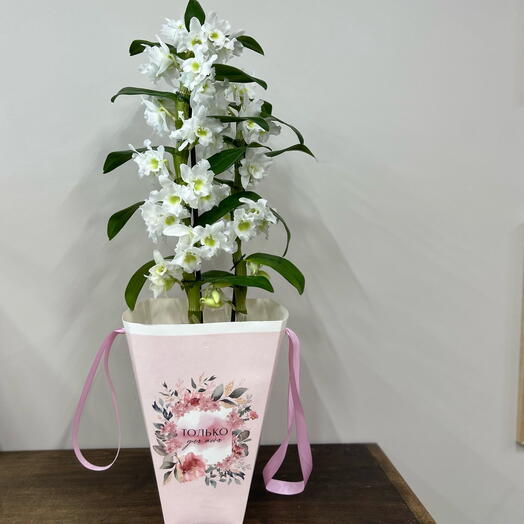 Орхидея Дендробиум в подарочной коробке