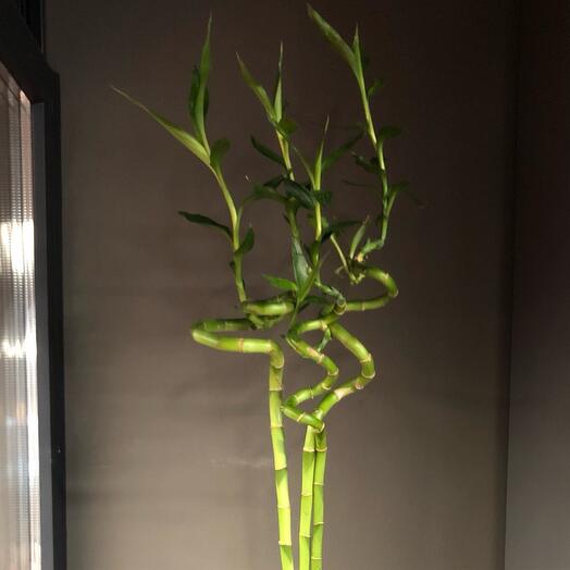 Комнатное растение бамбук Лаки