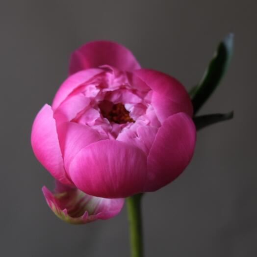 Пион сорта «Coral Charm»