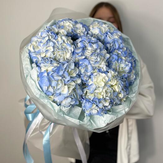 Pale blue hydrangeas in a bouquet of 7 pieces