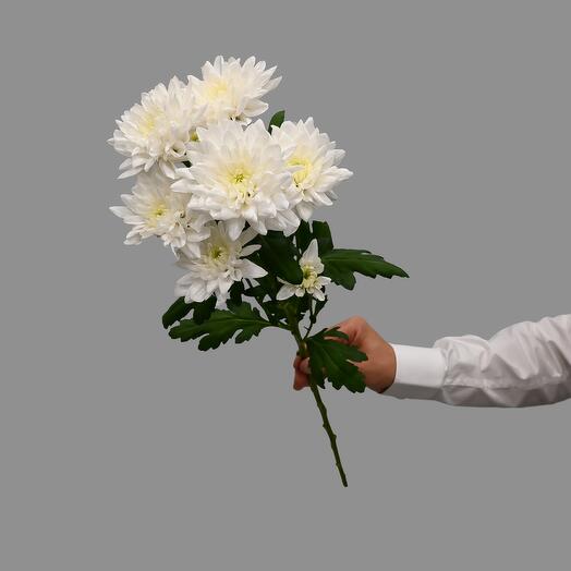 Crisantemo de arbusto blanco
