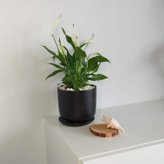 Спатифиллум в черном керамическом горшке