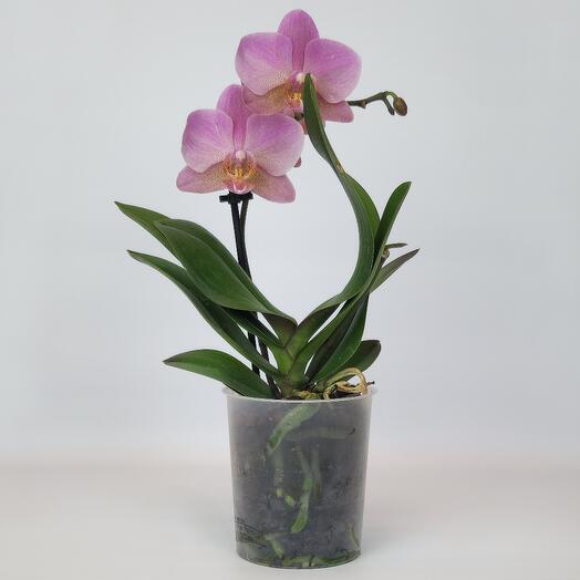 Orquídea "mirada Juguetona" (phalaenopsis), D-9