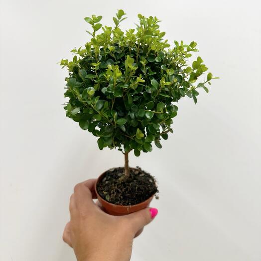 Mirsin Tree