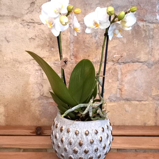 Orquidea blanca en maceta ceramica de diseno