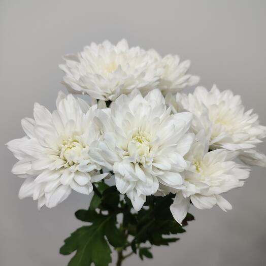 Кустовая хризантема Балтика