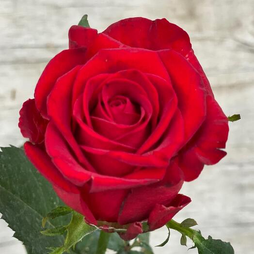 Роза красная - классик 🌹