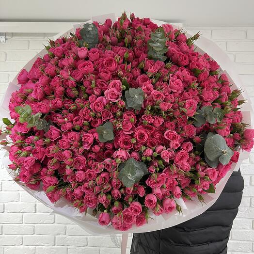 Кустовые розы София