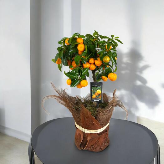 Arbol de Calamondin en Maceta