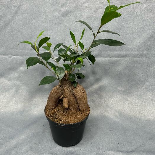 Фикус GINSENG