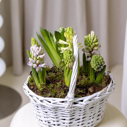 Гиацинты микс в корзине