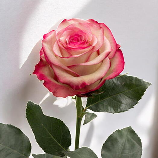 Rosa Paloma