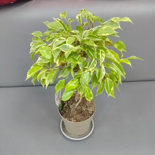 Фикус удачи - Ficus lucky - Фикус Бенджамин комнатный растения