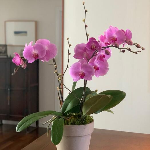 Орхидея|Phalaenopsis