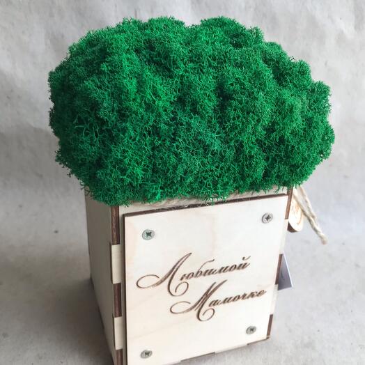 Коробочка со мхом 🌳 "Любимой мамочке"