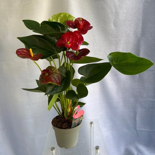 Комнатное растение Антуриум Красный
