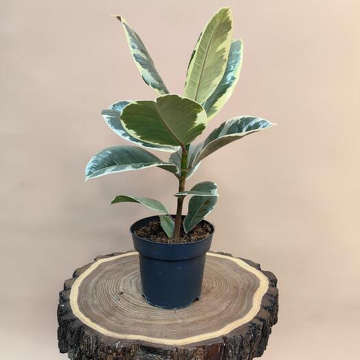 Фикус эластика Тинеке