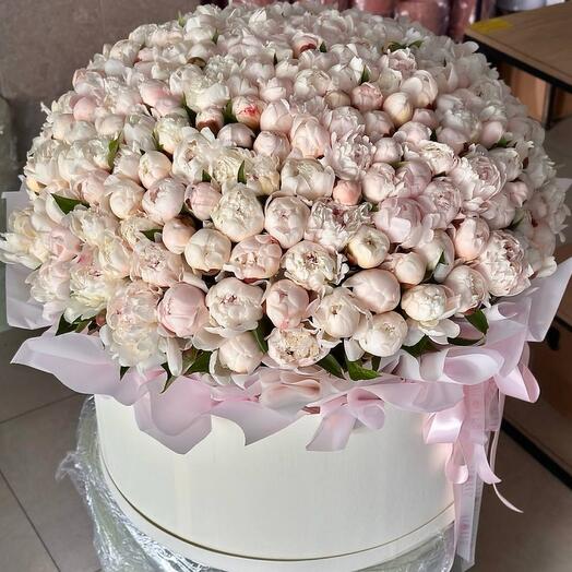 301 пион в коробке