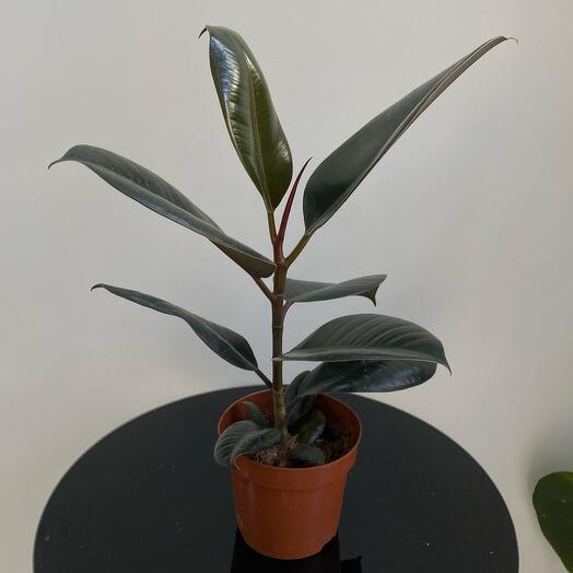 Фикус Абиджан