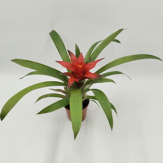 Комнатное растение Гузманияя